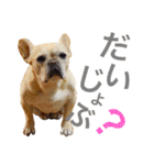 フレブル ななちゃん（個別スタンプ：12）