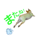 フレブル ななちゃん（個別スタンプ：13）