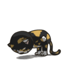 BlackBao the mix cat's daily life（個別スタンプ：13）