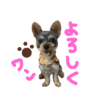 ヨークシャテリアのテリーくん♡（個別スタンプ：1）