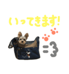 ヨークシャテリアのテリーくん♡（個別スタンプ：4）