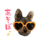 ヨークシャテリアのテリーくん♡（個別スタンプ：8）
