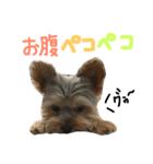 ヨークシャテリアのテリーくん♡（個別スタンプ：10）