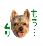 ヨークシャテリアのテリーくん♡（個別スタンプ：11）