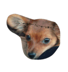 dogLEON（個別スタンプ：9）