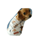 dogLEON（個別スタンプ：11）