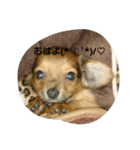 dogLEON（個別スタンプ：12）