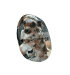 dogLEON（個別スタンプ：13）