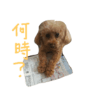 愛犬です（個別スタンプ：1）