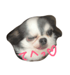 愛犬です（個別スタンプ：2）