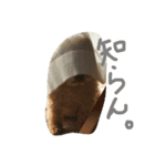 愛犬です（個別スタンプ：3）