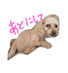 愛犬です（個別スタンプ：5）