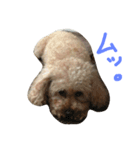 愛犬です（個別スタンプ：6）