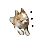 愛犬です（個別スタンプ：7）
