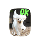 Dog Bichon Frise（個別スタンプ：1）