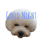 Dog Bichon Frise（個別スタンプ：3）