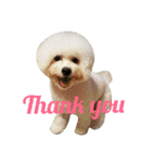 Dog Bichon Frise（個別スタンプ：4）