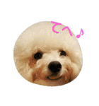 Dog Bichon Frise（個別スタンプ：5）