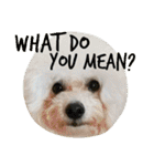 Dog Bichon Frise（個別スタンプ：6）