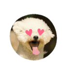 Dog Bichon Frise（個別スタンプ：7）