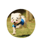 Dog Bichon Frise（個別スタンプ：8）