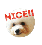 Dog Bichon Frise（個別スタンプ：9）