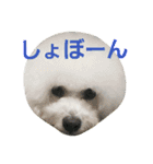 Dog Bichon Frise（個別スタンプ：10）