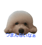 Dog Bichon Frise（個別スタンプ：11）
