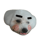 Dog Bichon Frise（個別スタンプ：13）