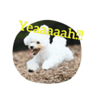 Dog Bichon Frise（個別スタンプ：14）