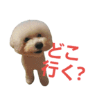 Dog Bichon Frise（個別スタンプ：15）