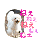 Dog Bichon Frise（個別スタンプ：16）