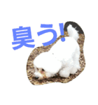 Dog Bichon Frise（個別スタンプ：18）
