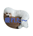 Dog Bichon Frise（個別スタンプ：19）