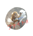 Dog Bichon Frise（個別スタンプ：20）