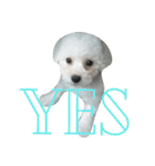 Dog Bichon Frise（個別スタンプ：21）