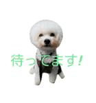 Dog Bichon Frise（個別スタンプ：22）