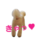 Dog Bichon Frise（個別スタンプ：23）