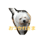 Dog Bichon Frise（個別スタンプ：24）