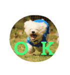 Dog Bichon Frise（個別スタンプ：27）