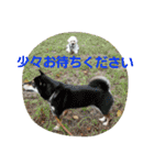 Dog Bichon Frise（個別スタンプ：29）
