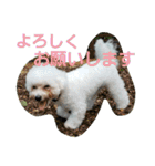 Dog Bichon Frise（個別スタンプ：30）