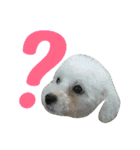 Dog Bichon Frise（個別スタンプ：31）