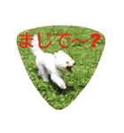Dog Bichon Frise（個別スタンプ：32）