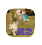 Dog Bichon Frise（個別スタンプ：33）
