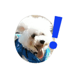 Dog Bichon Frise（個別スタンプ：34）