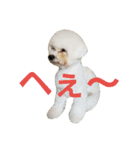Dog Bichon Frise（個別スタンプ：35）