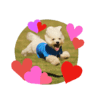 Dog Bichon Frise（個別スタンプ：36）
