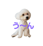 Dog Bichon Frise（個別スタンプ：39）