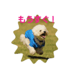 Dog Bichon Frise（個別スタンプ：40）